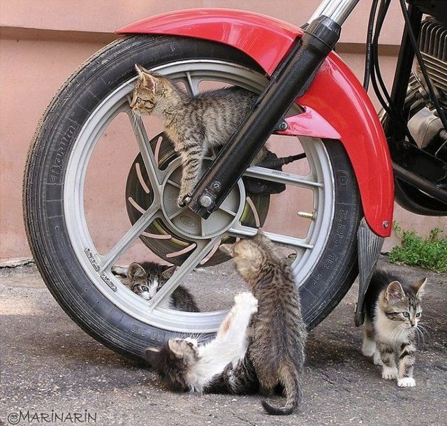 Funny picdump (154 pics)