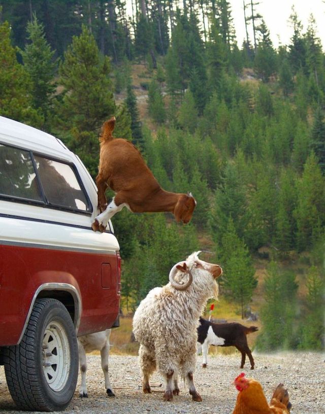 Funny picdump (154 pics)
