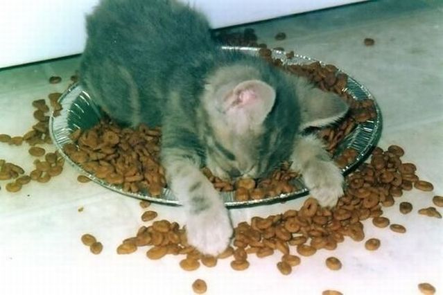 Funny picdump (154 pics)