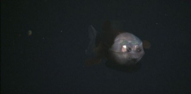 Fish with a transparent head (10 pics +1 video)