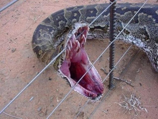 Funny picdump (115 pics)