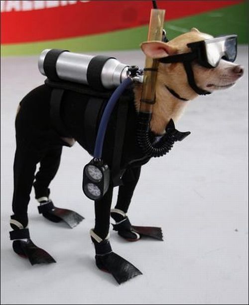 Funny picdump (111 pics)
