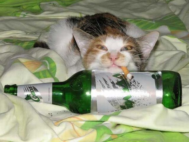 Funny picdump (111 pics)