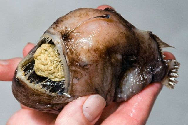 Series of the most horrible fish with teeth (27 pics) - Izismile.com