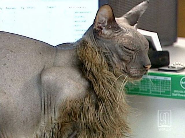 The ugliest cat in the world (7 pics)