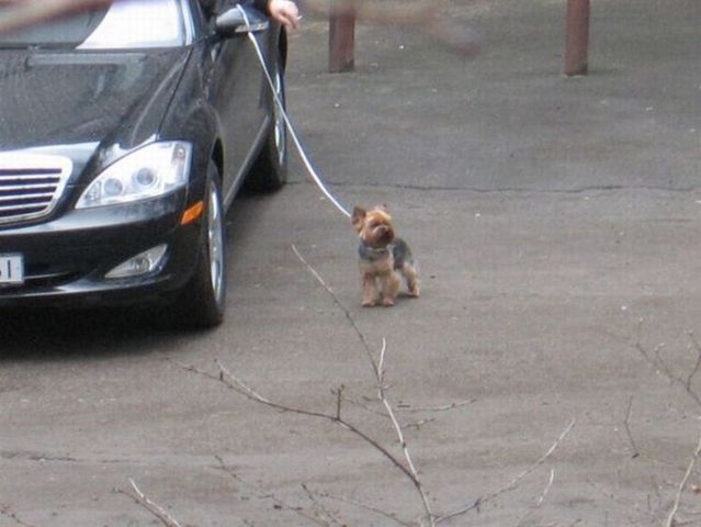 How do lazy people walk their dogs? (3 pics)