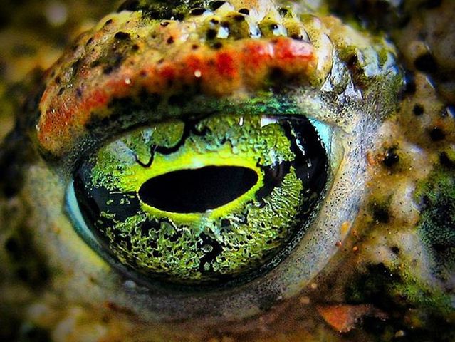 Amazing eye macros (23 pics)