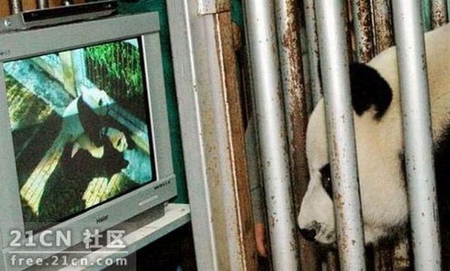 Pandas Are Watching Porn 6 Pics