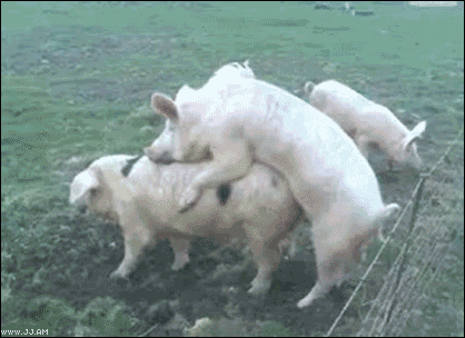 funny gif animations. 4 Collection of funny gif