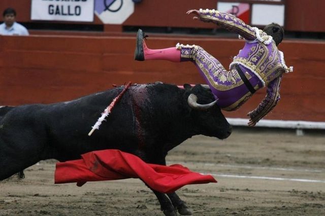 Bull’s revenge (6 pics)