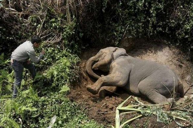 Baby elephant was ran over (6 pics)