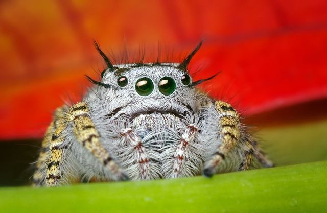 Insects and spiders (65 photos)