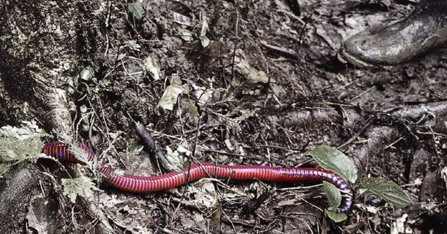 Ecuador worm (14 pics)