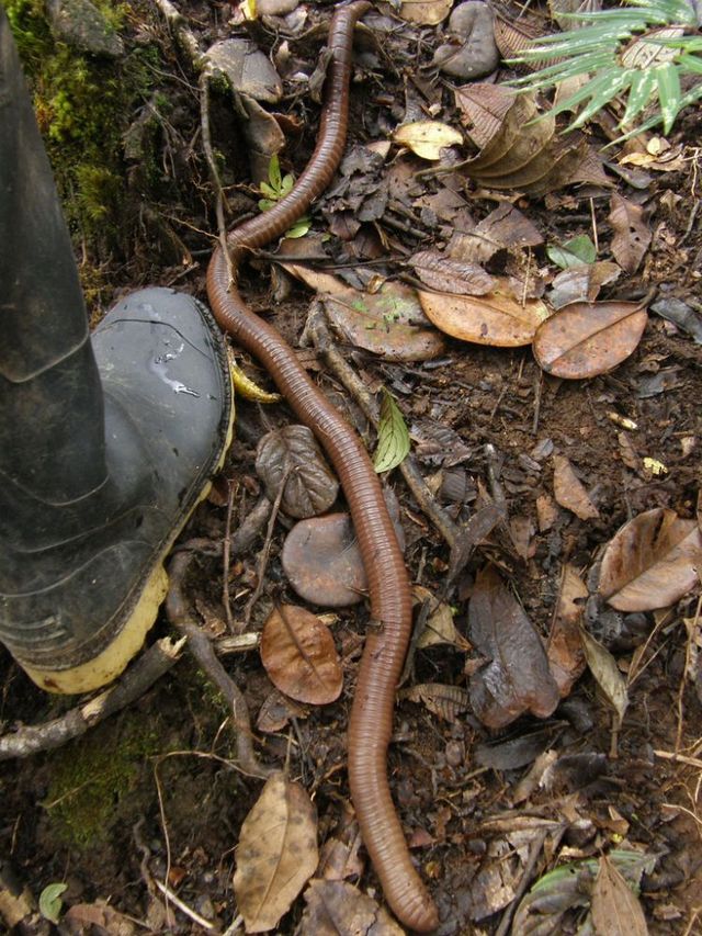 Ecuador worm (14 pics)