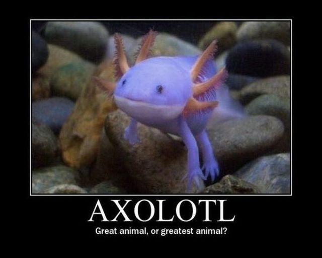 Some posters that will inspire you and make you smile (48 pics)