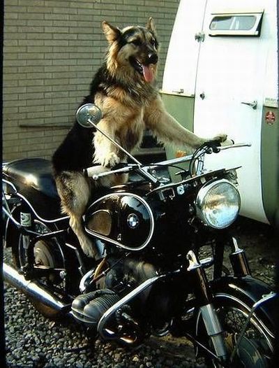 Biker dogs (20 pics) - Izismile.com