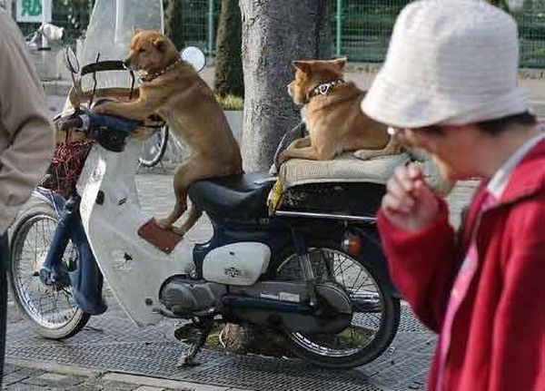 Biker dogs (20 pics) - Izismile.com