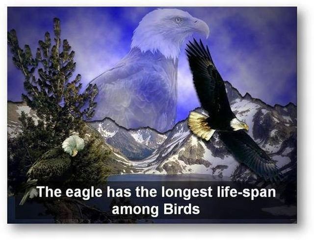 You should know the truth - Life of an eagle (13 pics)