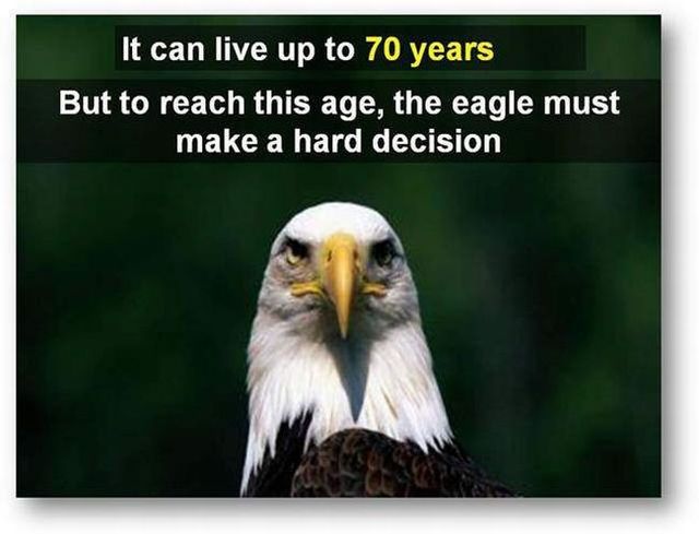 You should know the truth - Life of an eagle (13 pics)