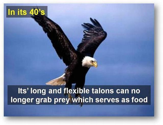 You should know the truth - Life of an eagle (13 pics)
