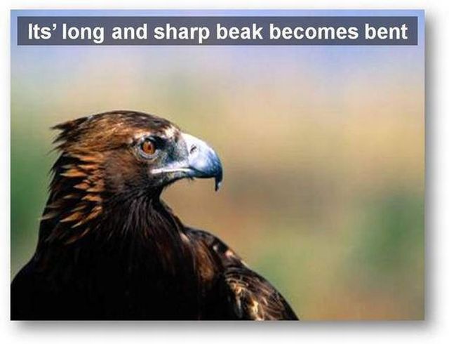 You should know the truth - Life of an eagle (13 pics)