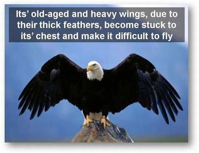 You should know the truth - Life of an eagle (13 pics)