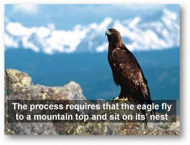 You should know the truth - Life of an eagle (13 pics)