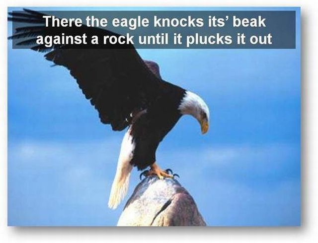 You should know the truth - Life of an eagle (13 pics)