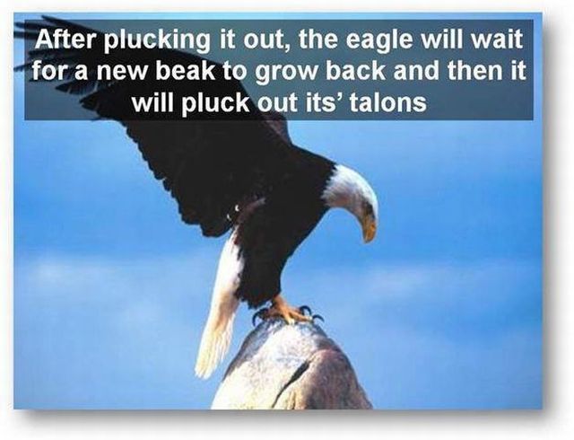 You should know the truth - Life of an eagle (13 pics)