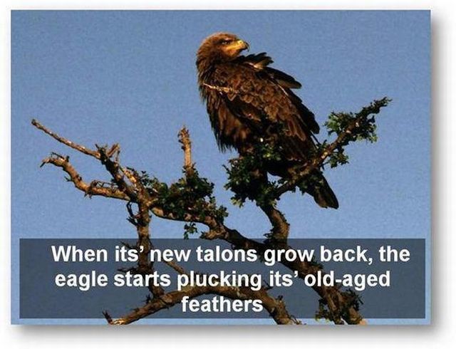 You should know the truth - Life of an eagle (13 pics)
