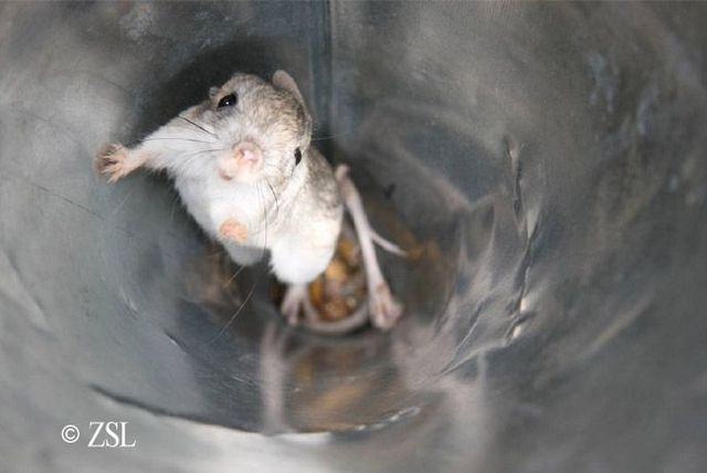 Animal of the day - Jerboa (21 pics + 2 videos)