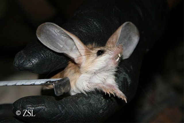 Animal of the day - Jerboa (21 pics + 2 videos)