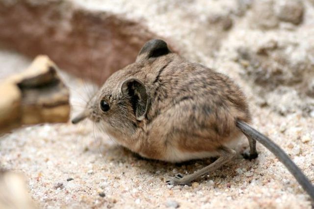 Animal of the day - Jerboa (21 pics + 2 videos)