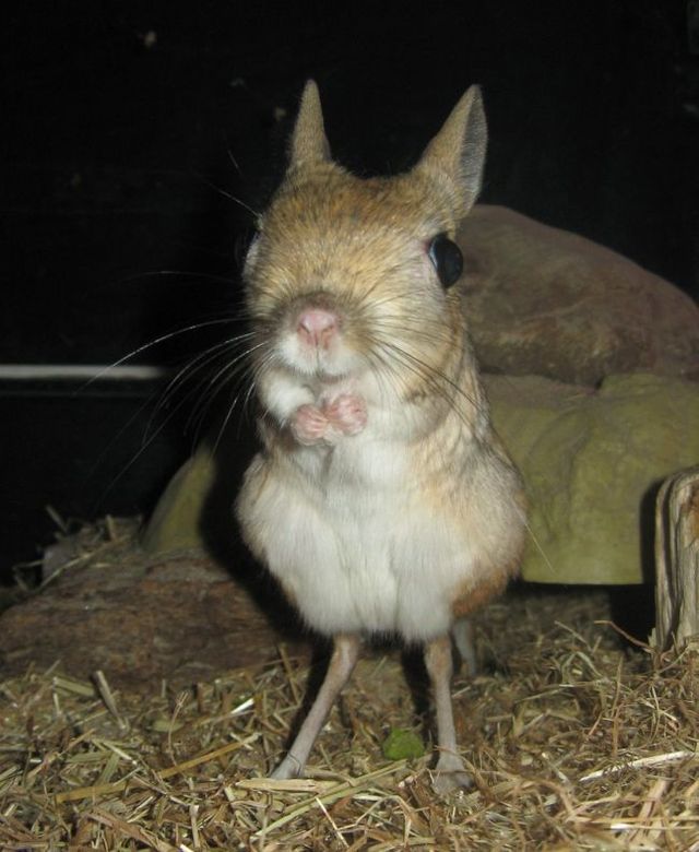 Animal of the day - Jerboa (21 pics + 2 videos)