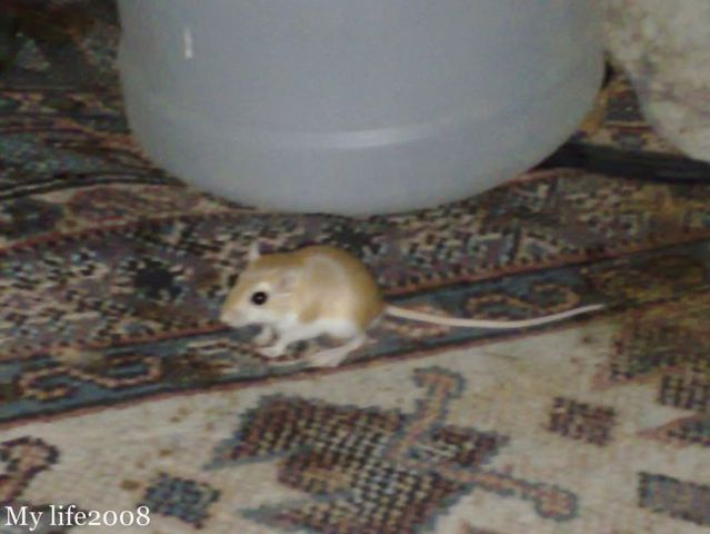 Animal of the day - Jerboa (21 pics + 2 videos)