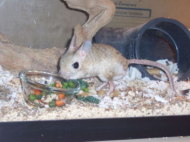 Animal of the day - Jerboa (21 pics + 2 videos)