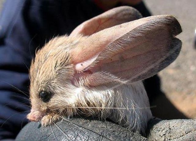 Animal of the day - Jerboa (21 pics + 2 videos)