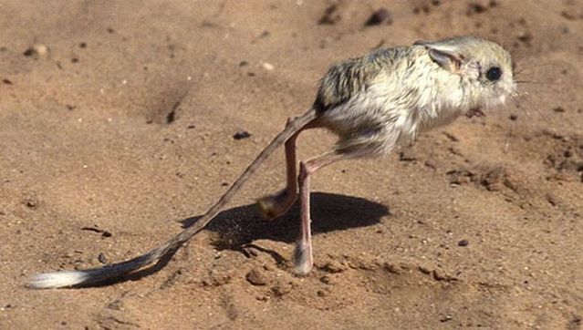 Animal of the day - Jerboa (21 pics + 2 videos)