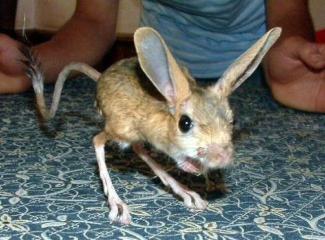 Animal of the day - Jerboa (21 pics + 2 videos)