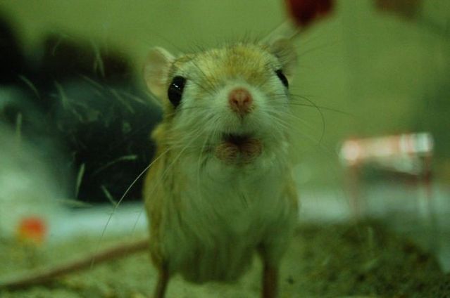 Animal of the day - Jerboa (21 pics + 2 videos)