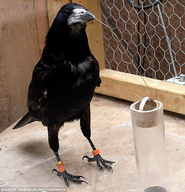 The Rook is a highly intelligent bird (4 pics)