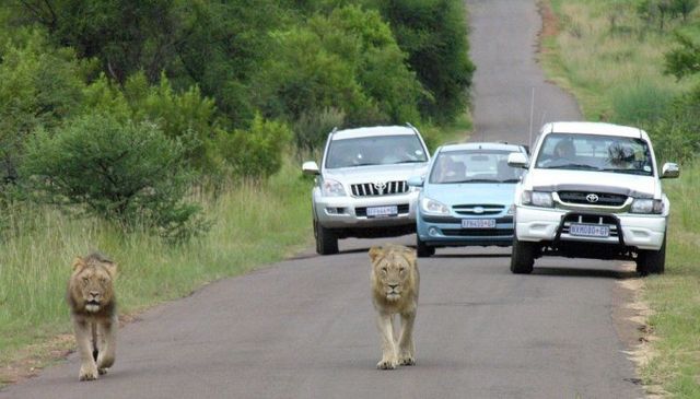 Only in Africa! (35 pics)
