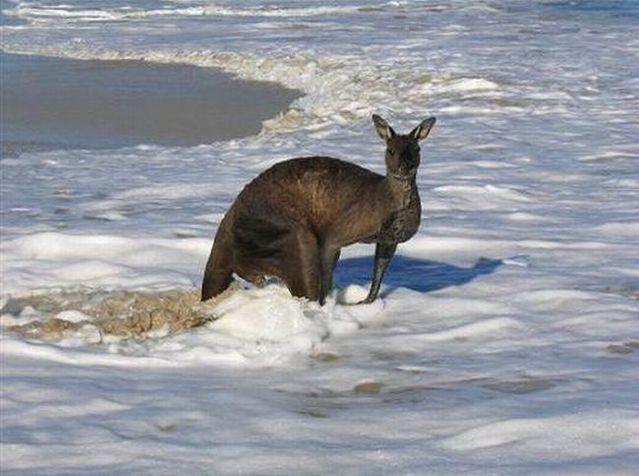 Kangaroo Swimming