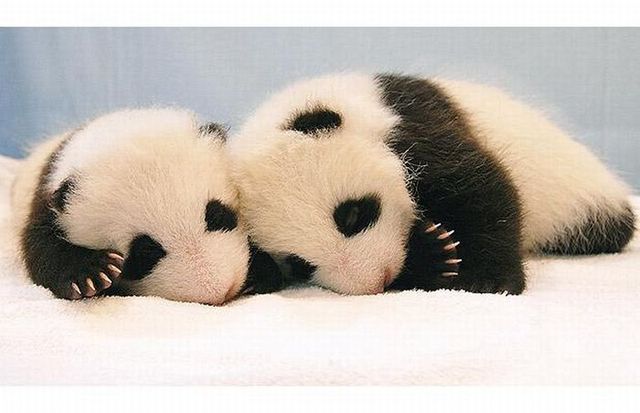 Pygmy Panda