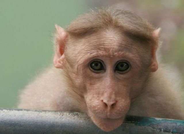 The most popular monkey haircuts for the summer (15 pics) - Izismile.com