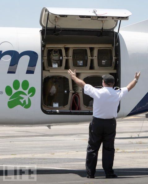 pet-airways-airlines-for-pets-13-pics-izismile