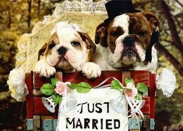 Pet weddings become more and more widespread