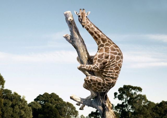 Nothing to see here. Just a giraffe climbing a tree. Move along.