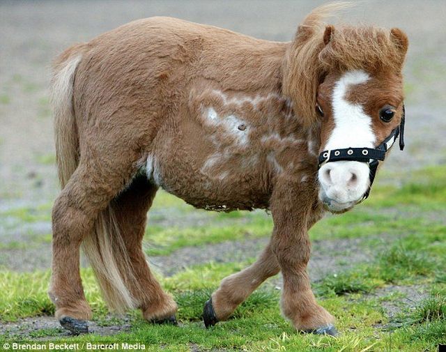 funny horses. Here is Koda, a dwarf horse.
