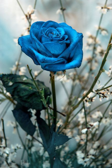 Blue roses. Very beautiful pictures (24 pics) - Picture #18 - Izismile.com